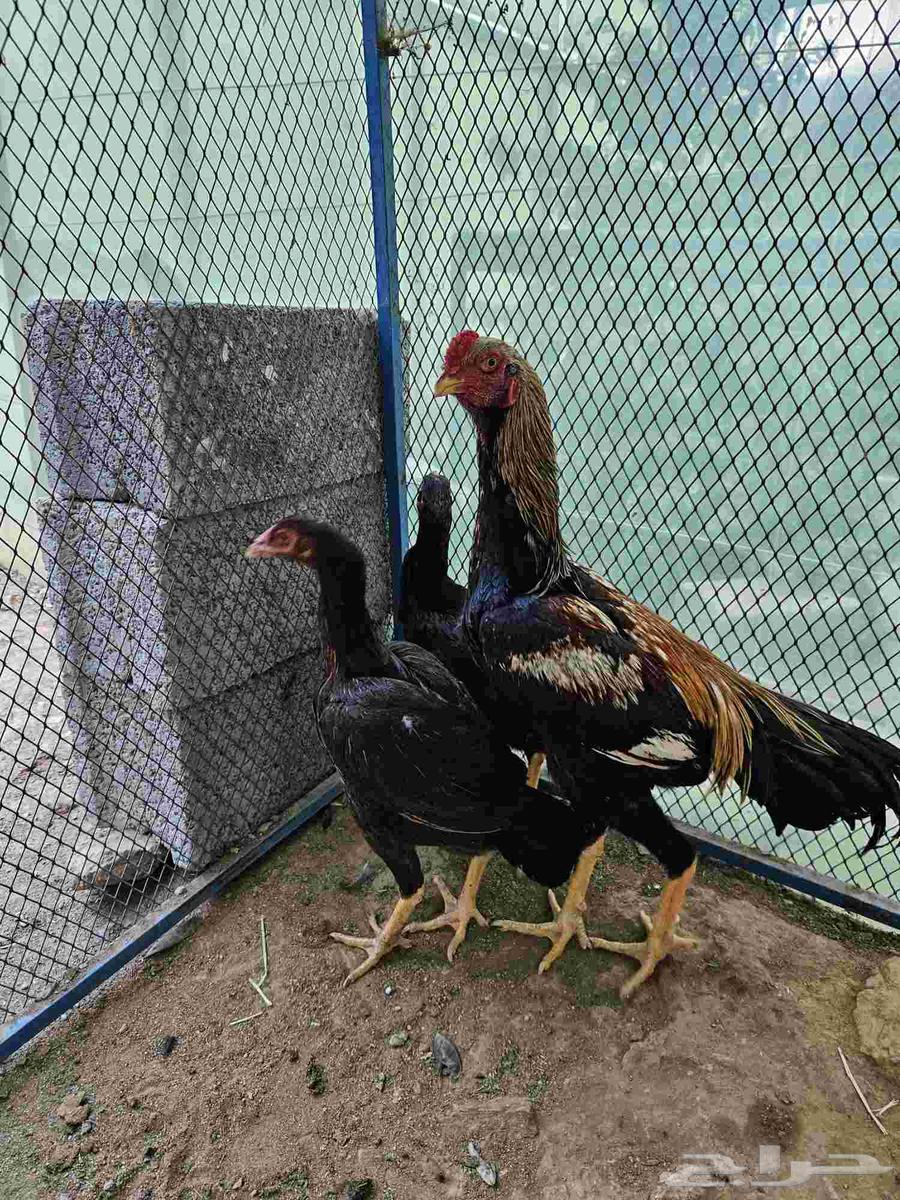 دجاج باكستاني نظييف64577880164355111