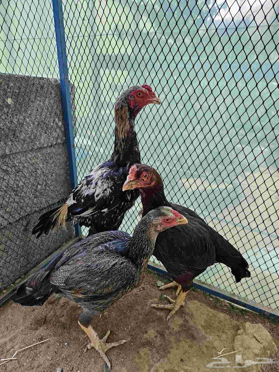 دجاج باكستاني نظييف64577880164355112