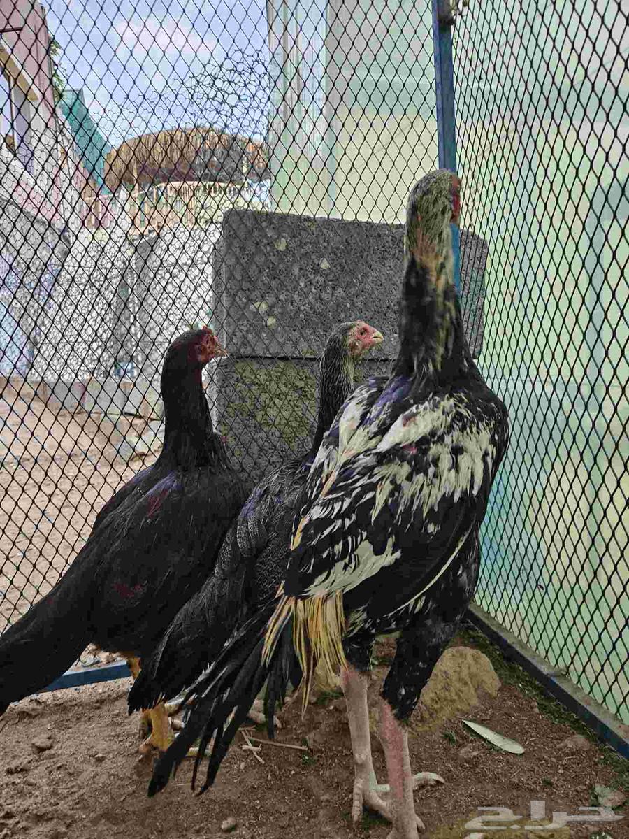 دجاج باكستاني نظييف64577880164355114