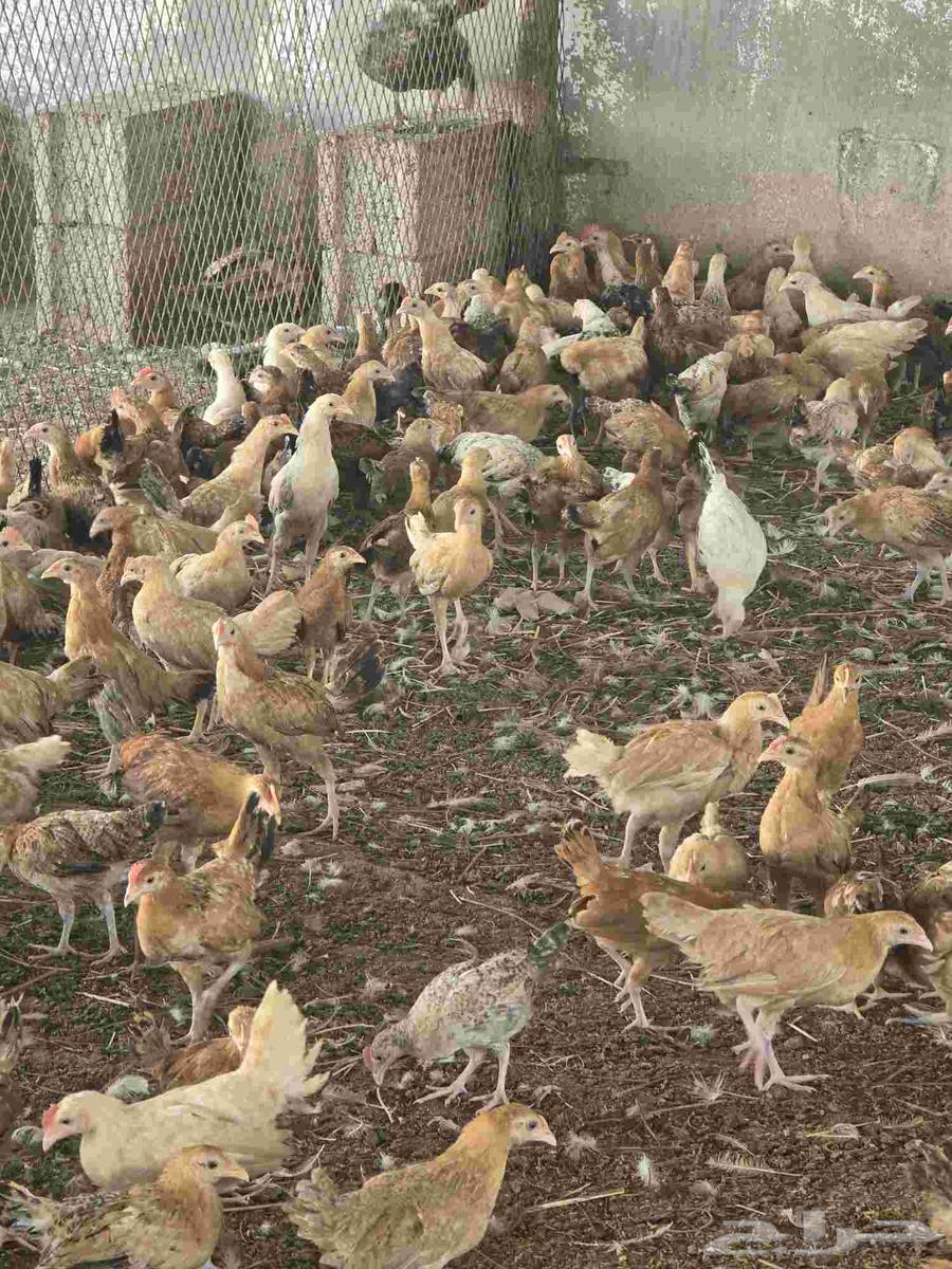 صوص بلدي عمر شهرين64577727021570110