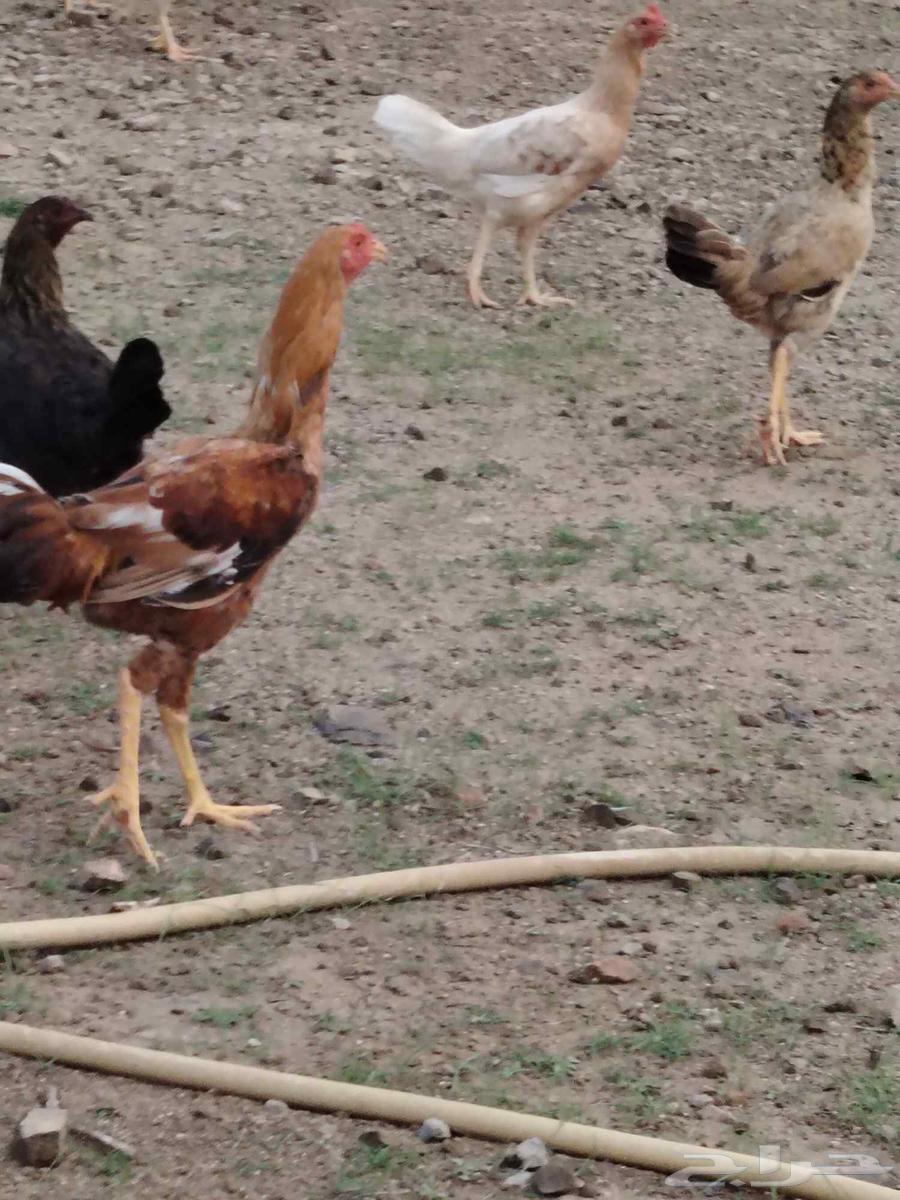 ديك باكستاني64575391668225112