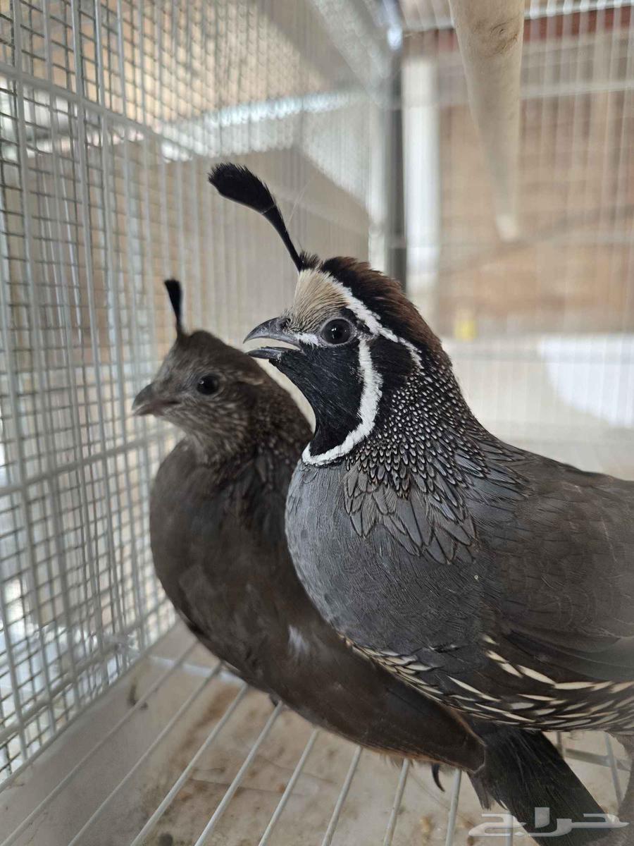 جوز سمان كاليفورنيا للبيع (تم البيع)64575349773699110