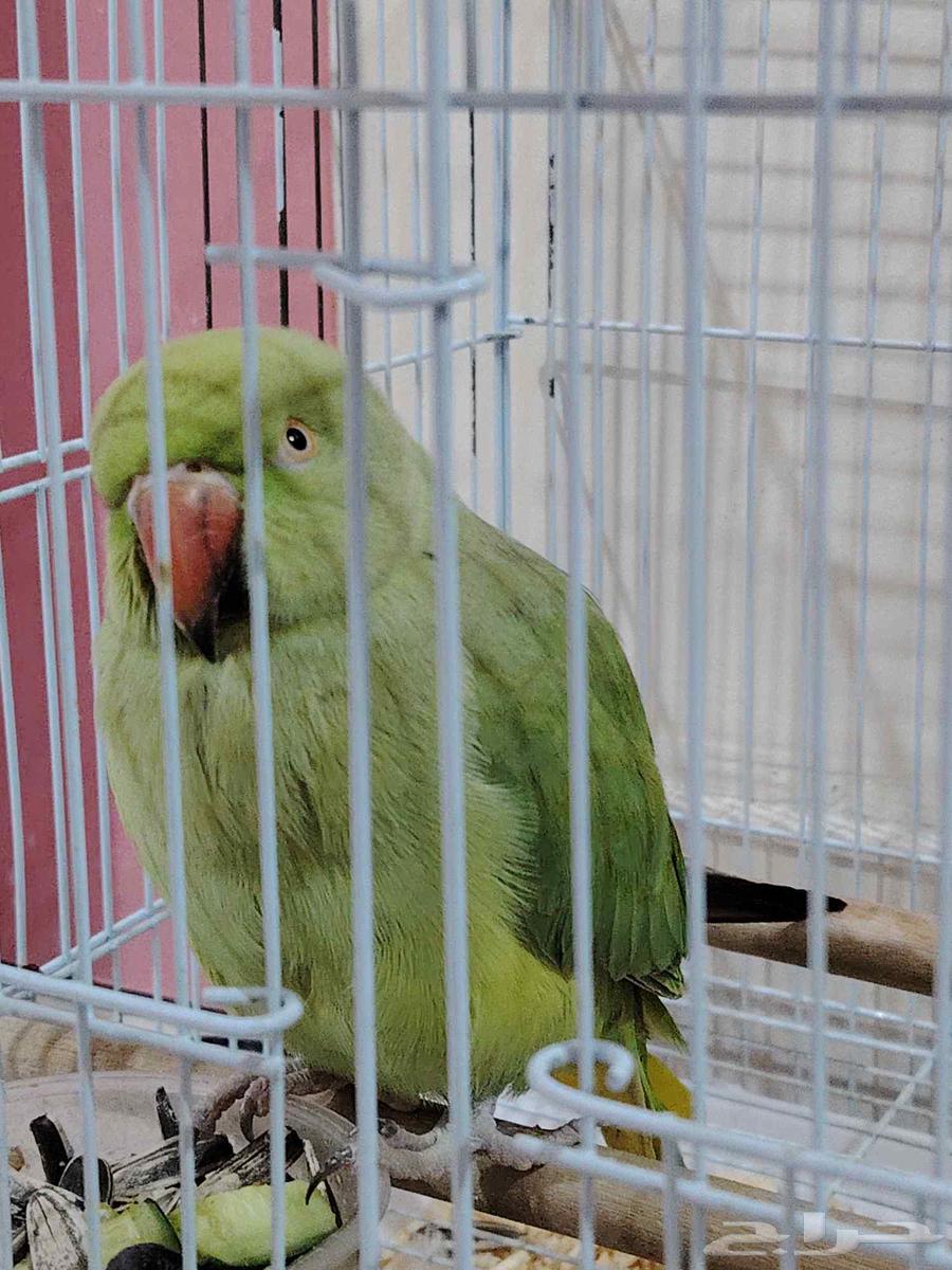 بغبغاء الدره نظيف جدا للبيع على 500ريال64578423591555110