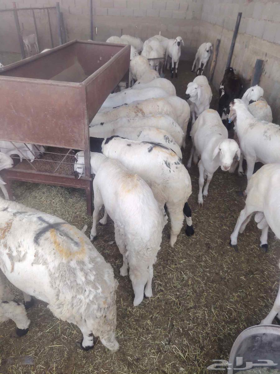 لدينا السواكني المرابي64577036552193110