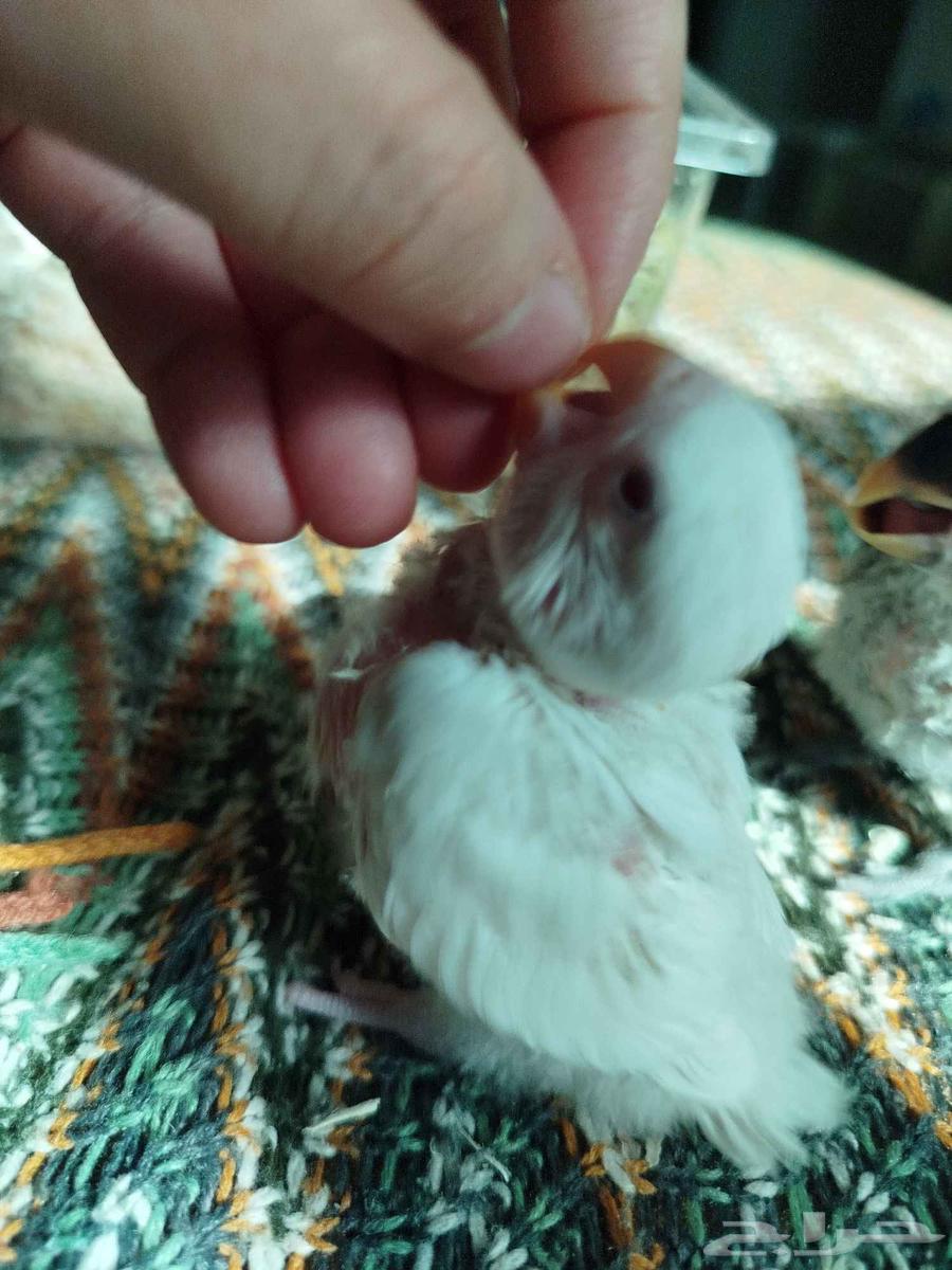 فروخ روز البينو فايلوت غر بشرهه ((تم البيع))64575712225666112