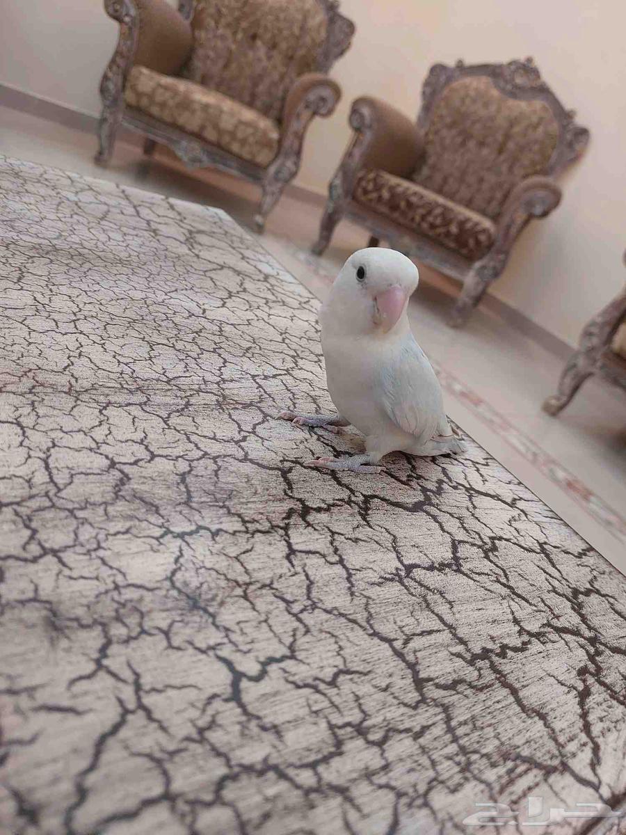 عرص يوم الوطني على روز اليف جدا بسعر خرافي شي فاخر من الاخر64579609457281111