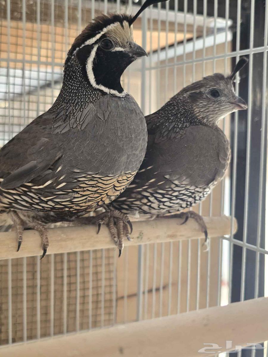 جوز سمان كاليفورنيا للبيع (تم البيع)64575349773699113