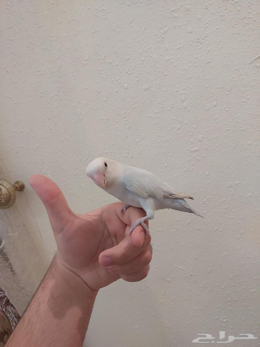 عرص يوم الوطني على روز اليف جدا بسعر خرافي شي فاخر من الاخر64579609457281114