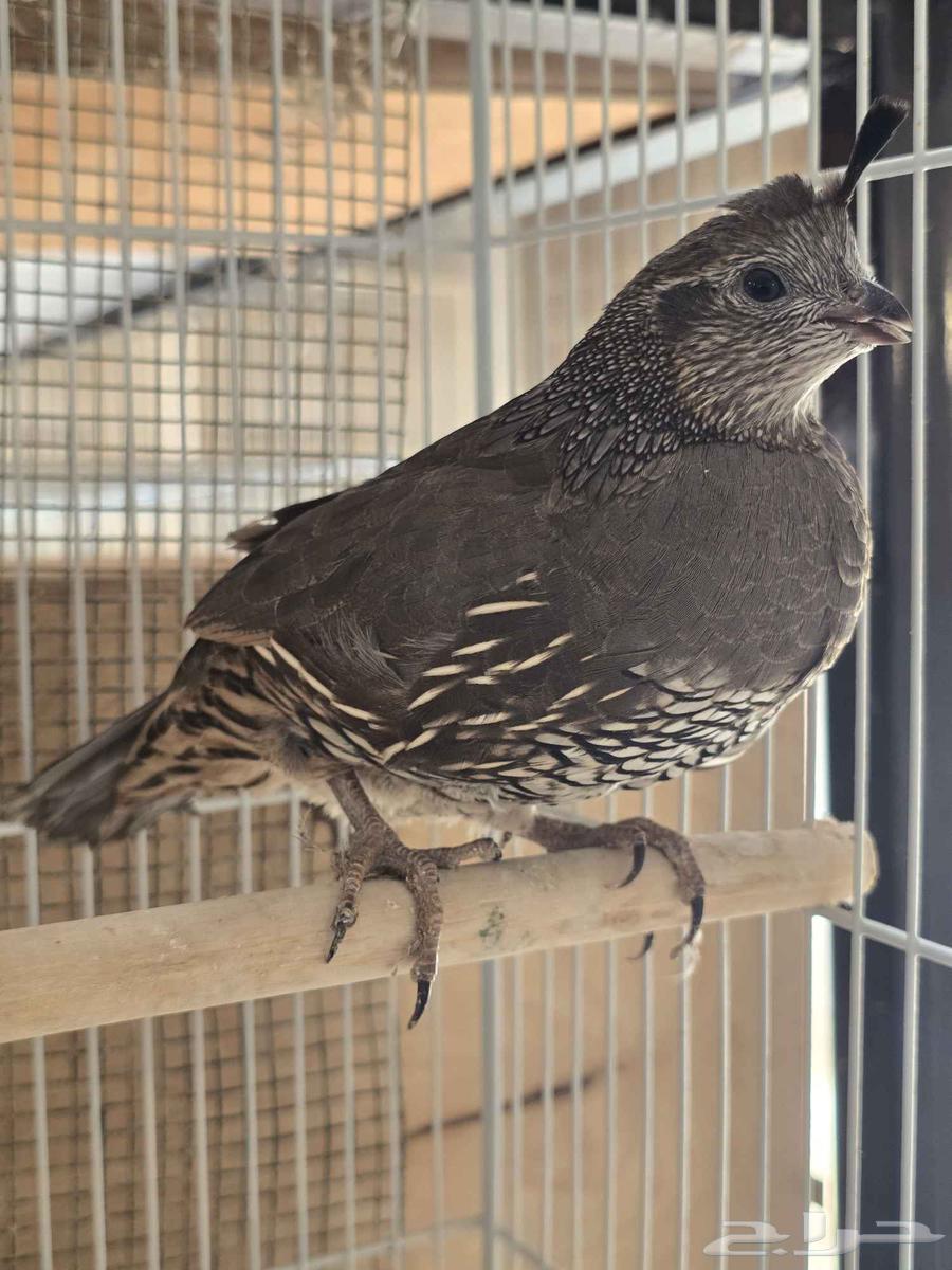 جوز سمان كاليفورنيا للبيع (تم البيع)64575349773699112