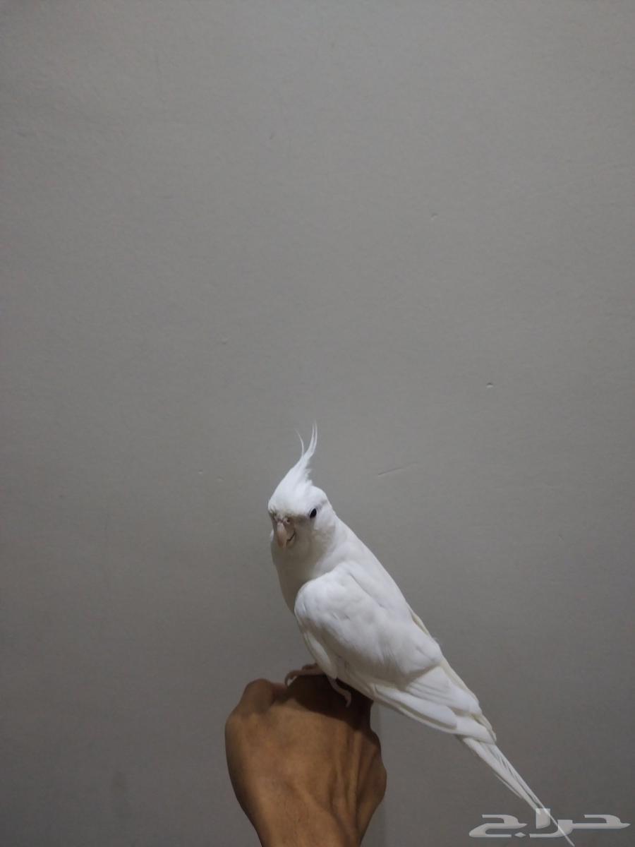 للبيع كنيور وكوكر وكروان64574790334593112