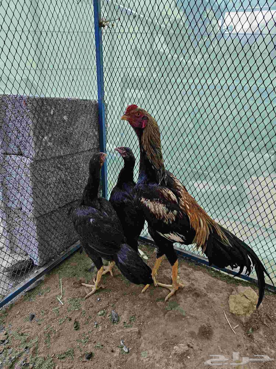 دجاج باكستاني نظييف64577880164355110