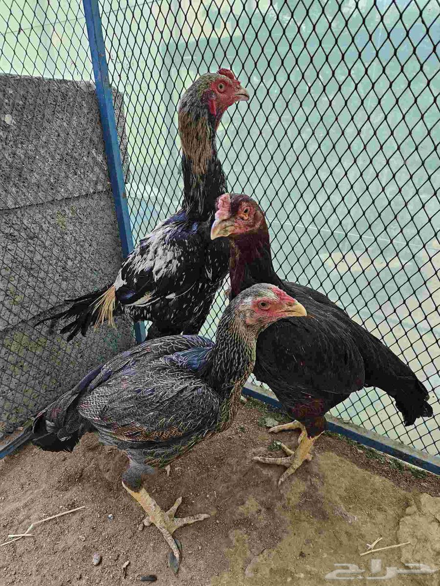 دجاج باكستاني نظييف64577880164355113