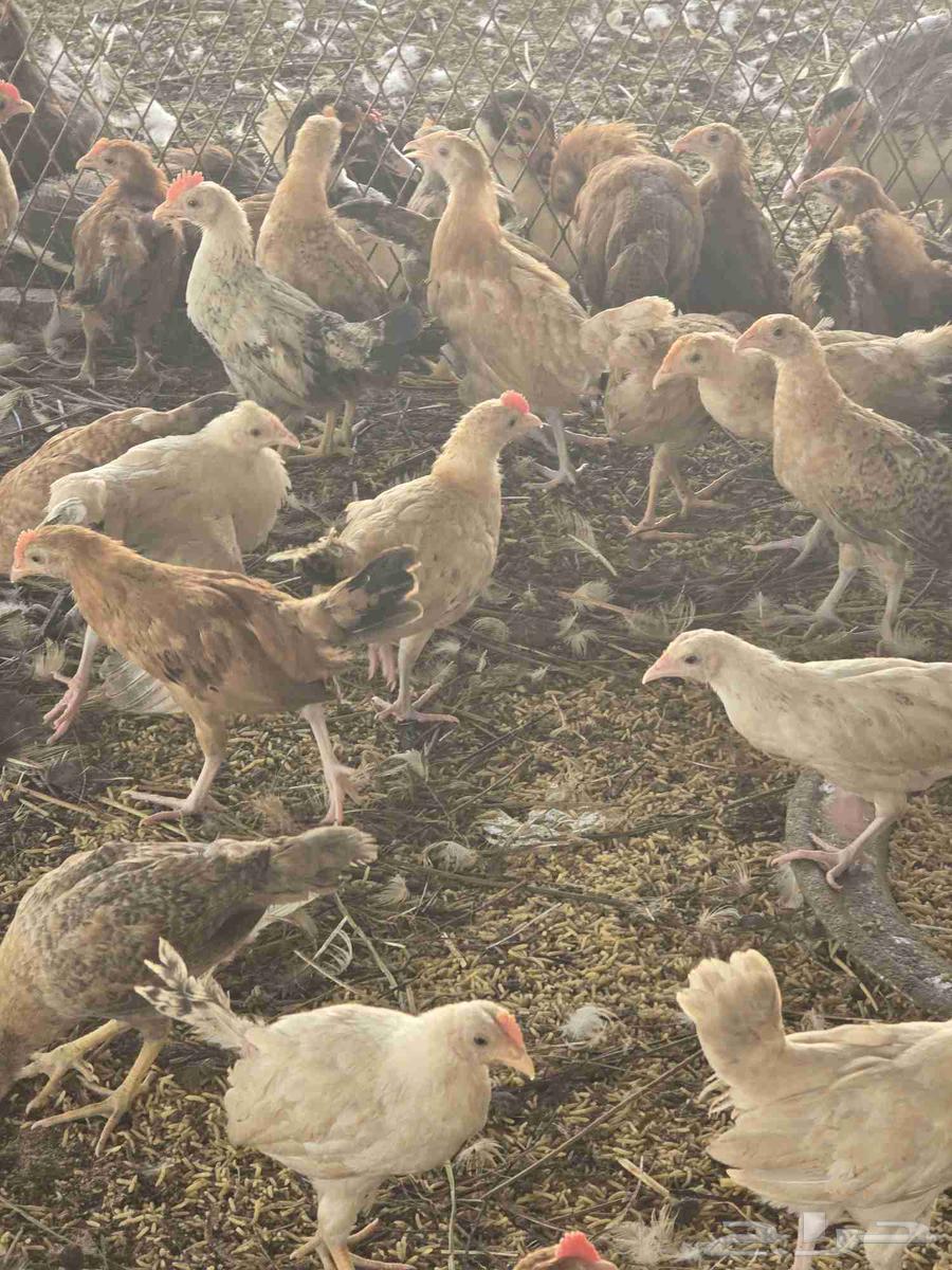 صوص بلدي عمر شهرين64577727021570113