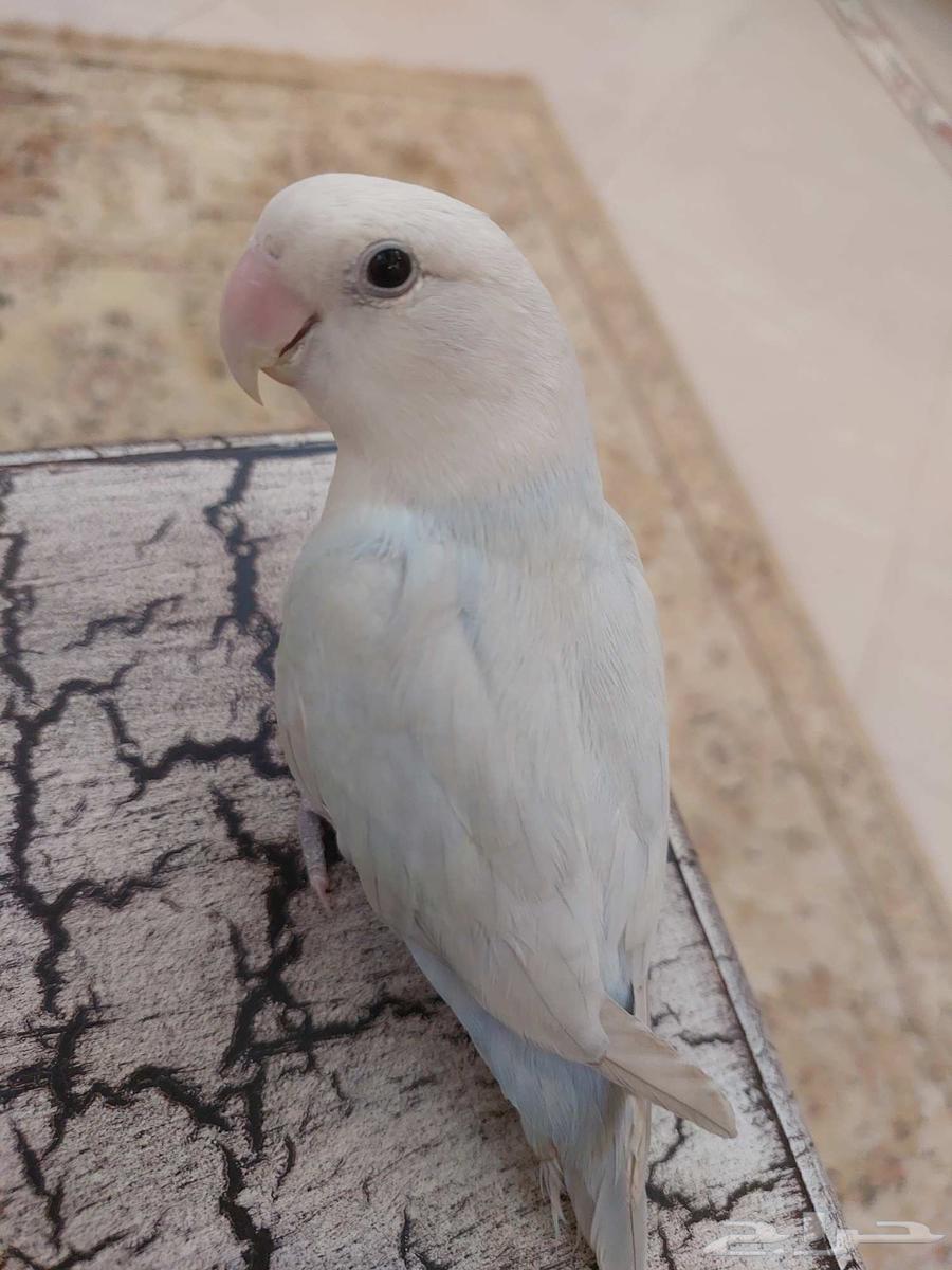 عرص يوم الوطني على روز اليف جدا بسعر خرافي شي فاخر من الاخر64579609457281113