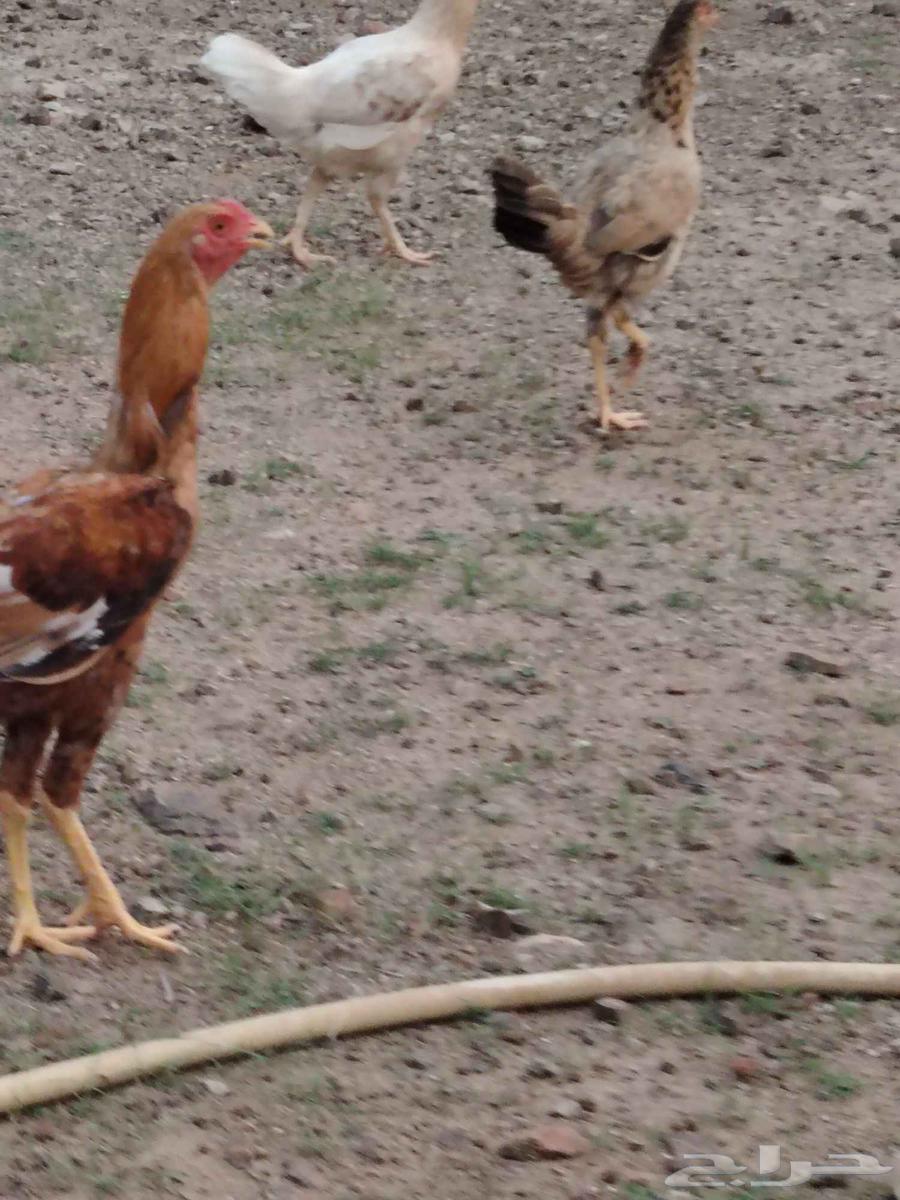 ديك باكستاني64575391668225111