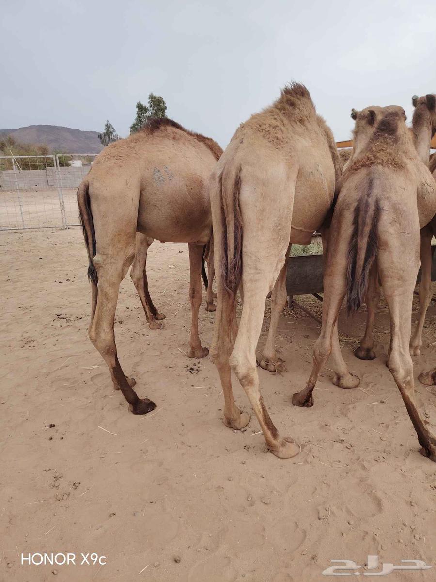 Somali Qaidan, Premium Quality and Excellent for Butchers and Traders64578731398657110