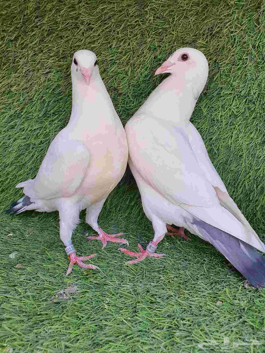 Racing Camel Saddle 202564574692240129110