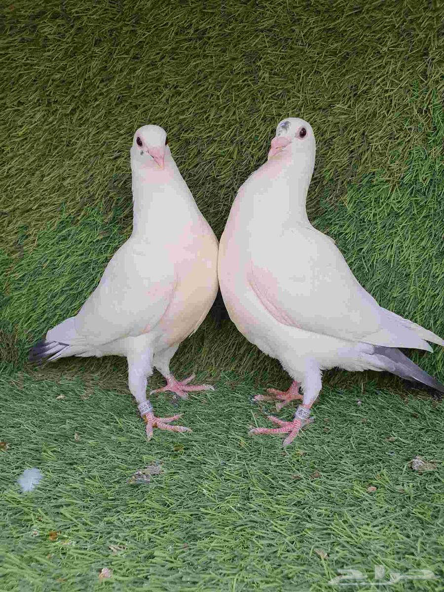 Racing Camel Saddle 202564574692240129112