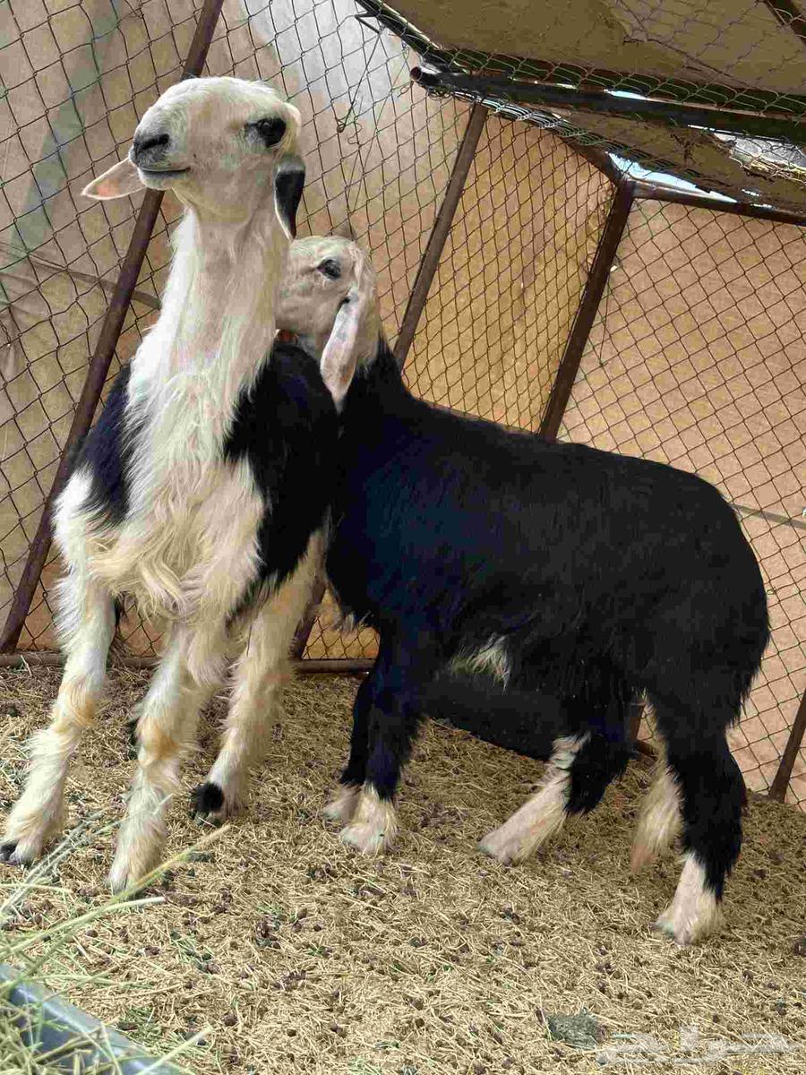 رخال نجد جذعات نجد اصيله صنف منوت القاني64574328014850114