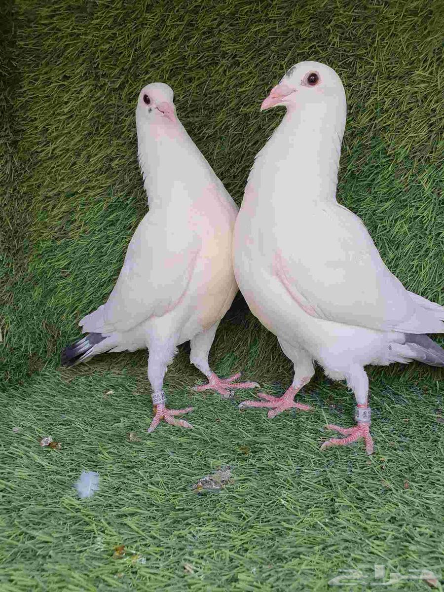 Racing Camel Saddle 202564574692240129111