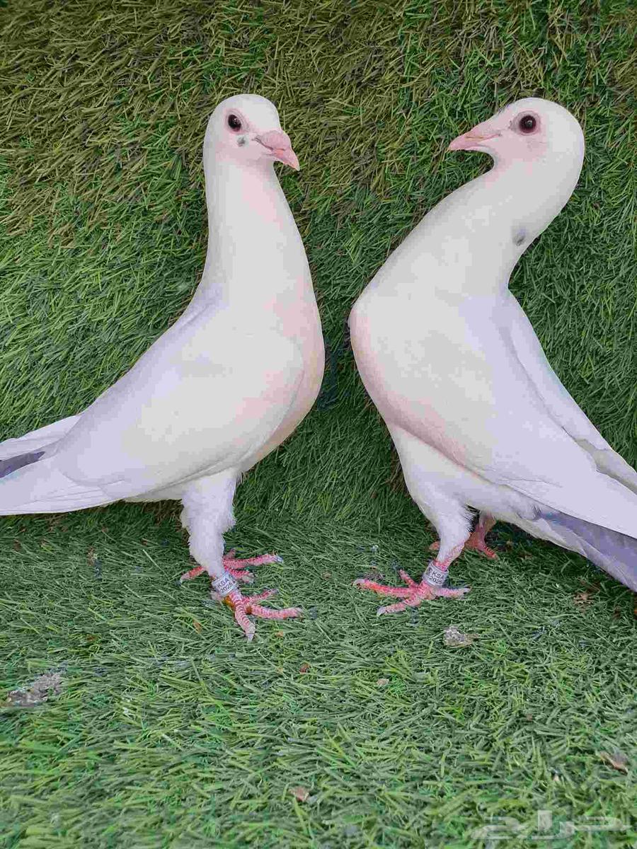 Racing Camel Saddle 202564574692240129113