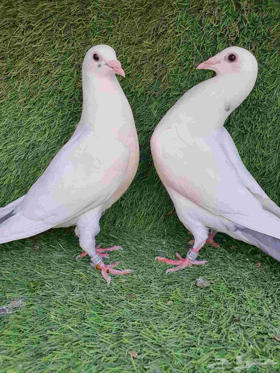 Racing Camel Saddle 202564574692240129114