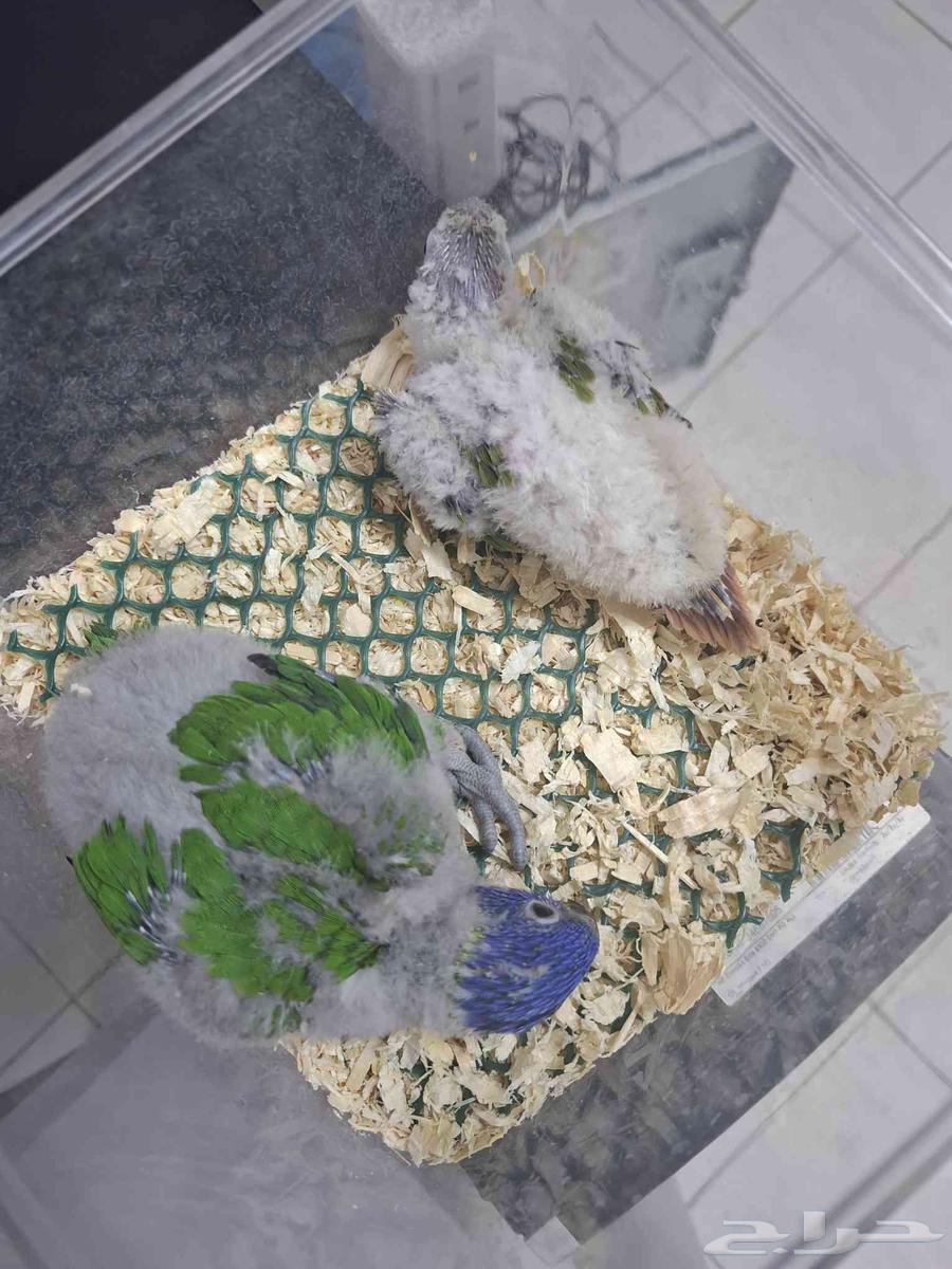 فرخ لوري فرخ كنيور64574369723522113