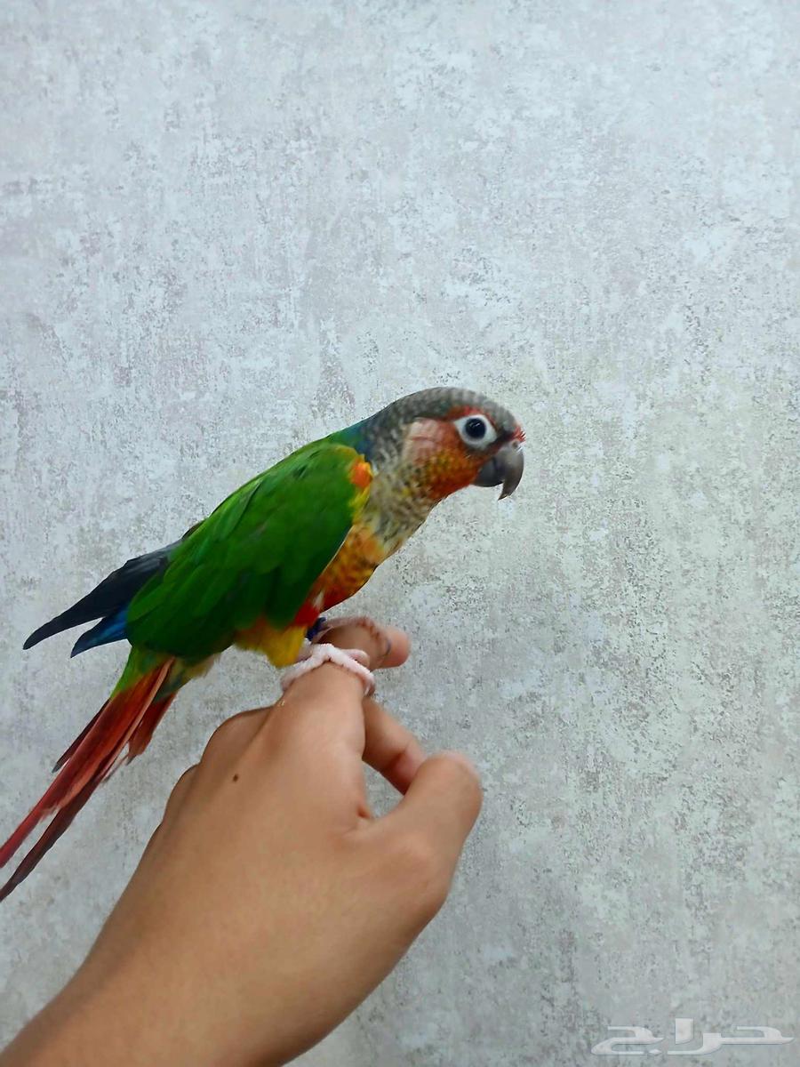 كنيور يلو سايد اليف ومتكلم وهدد للبيع64577936378497111