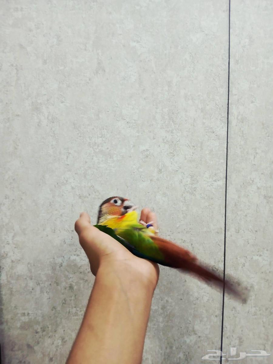 كنيور يلو سايد اليف ومتكلم وهدد للبيع64577936378497112