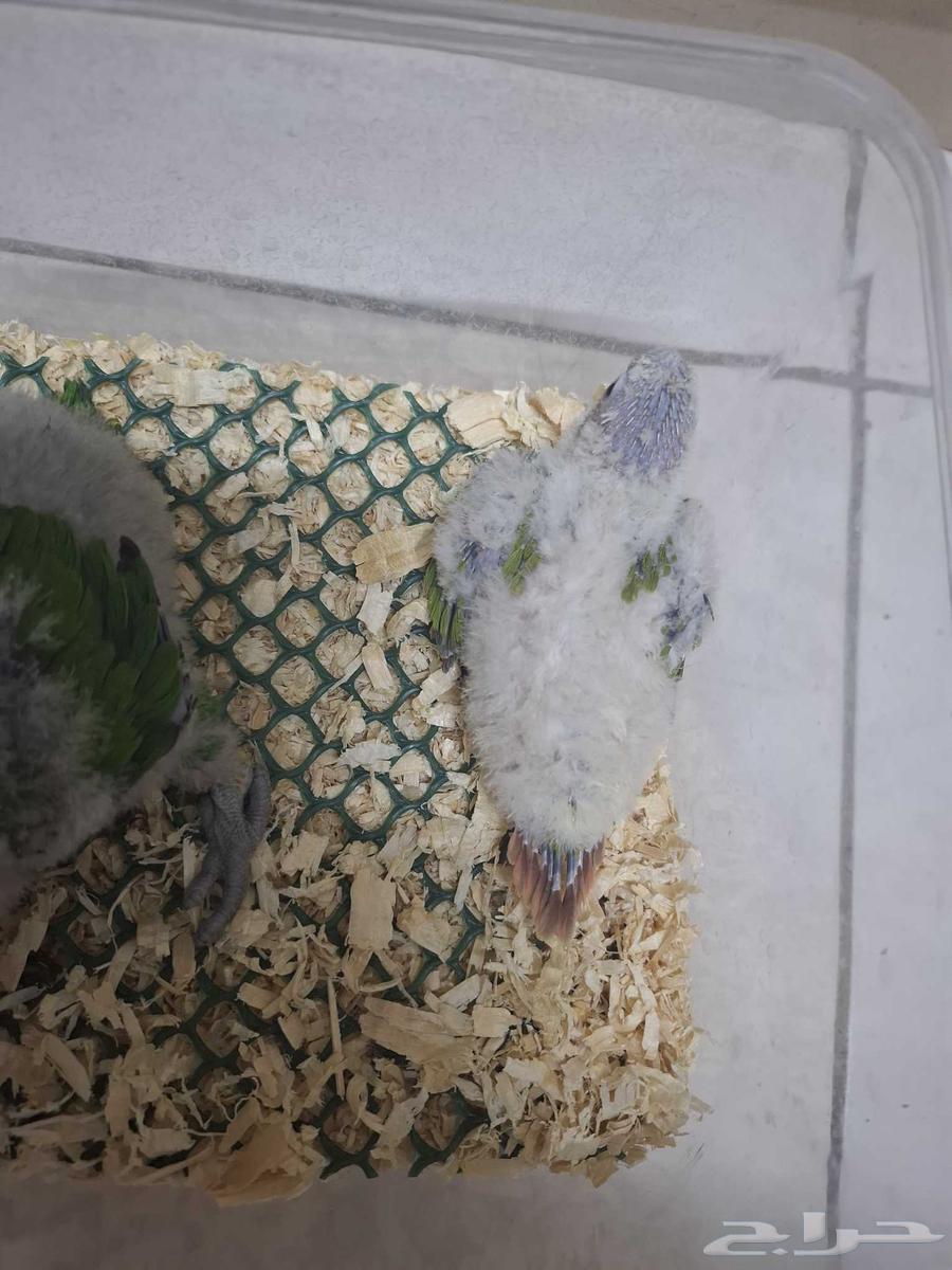 فرخ لوري فرخ كنيور64574369723522111