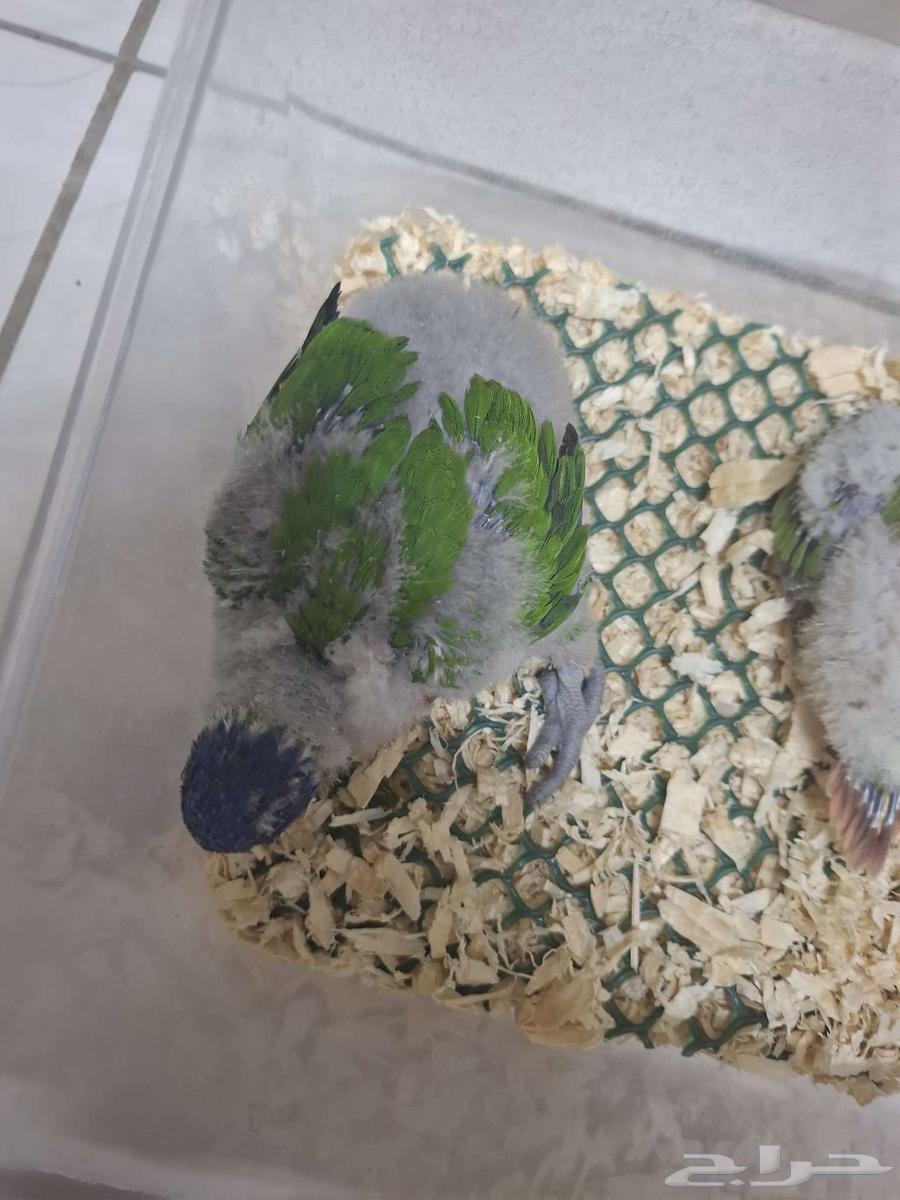 فرخ لوري فرخ كنيور64574369723522112