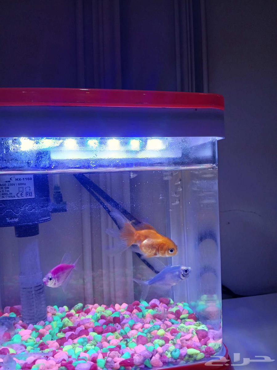 سمك زينه64578493859331110