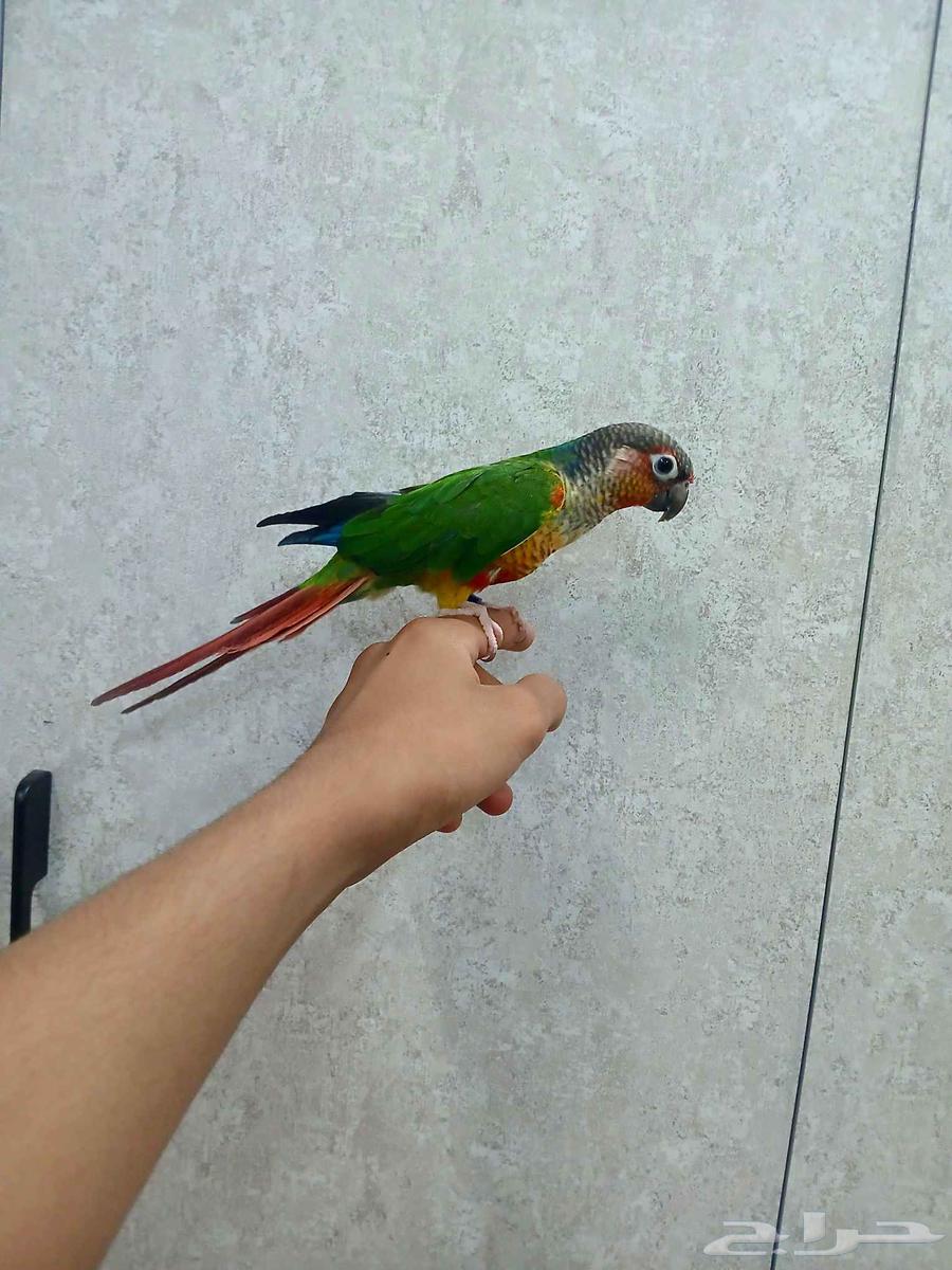 كنيور يلو سايد اليف ومتكلم وهدد للبيع64577936378497114