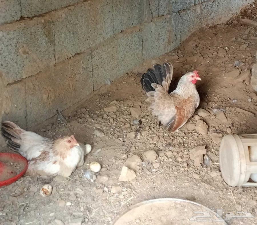 دجاج جبنيز قزم مستوى فاخر64574649741827110