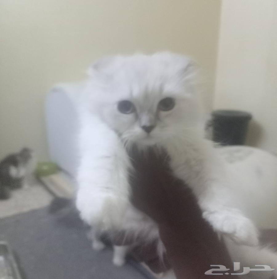 بساس للبيع القزم شرط مافيها اي أمراض ونضيفه جدآ64579485163907112