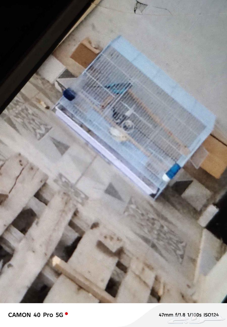 زوج طيور كروان مع القفص64572836099970113