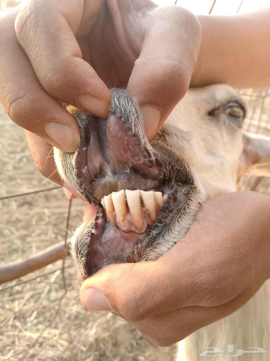 تم البيع64579705005827110