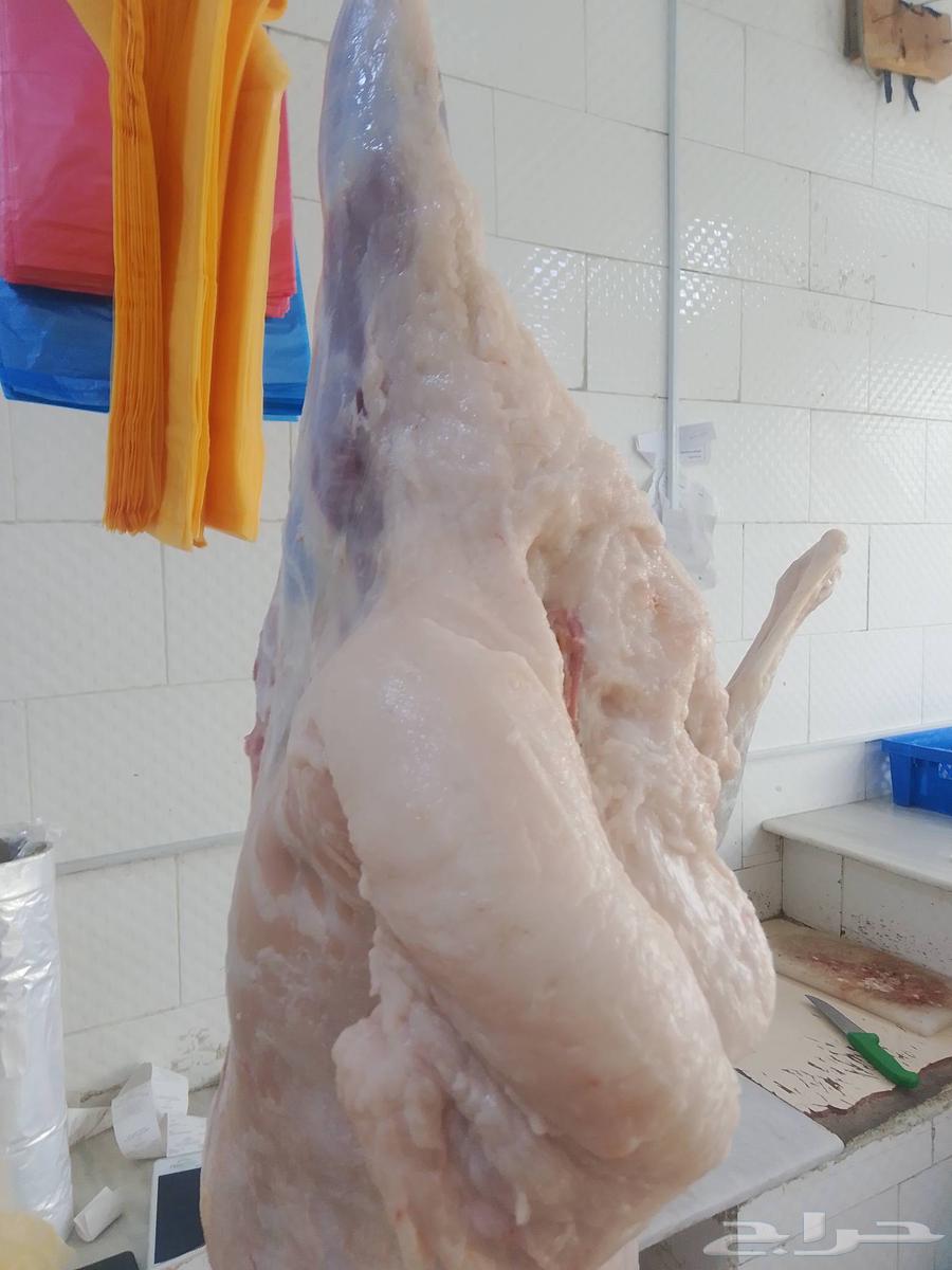 خروف كامل 720ريال تيس كامل 77064575503707265110