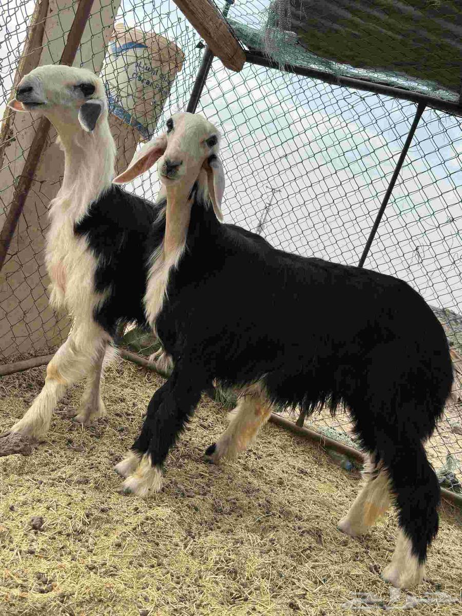 رخال نجد جذعات نجد اصيله صنف منوت القاني64574328014850111