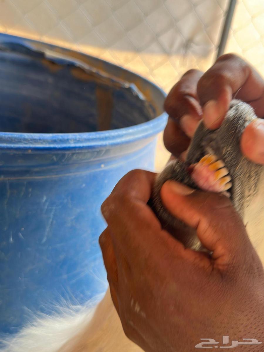 رخال نجد جذعات نجد اصيله صنف منوت القاني64574328014850112