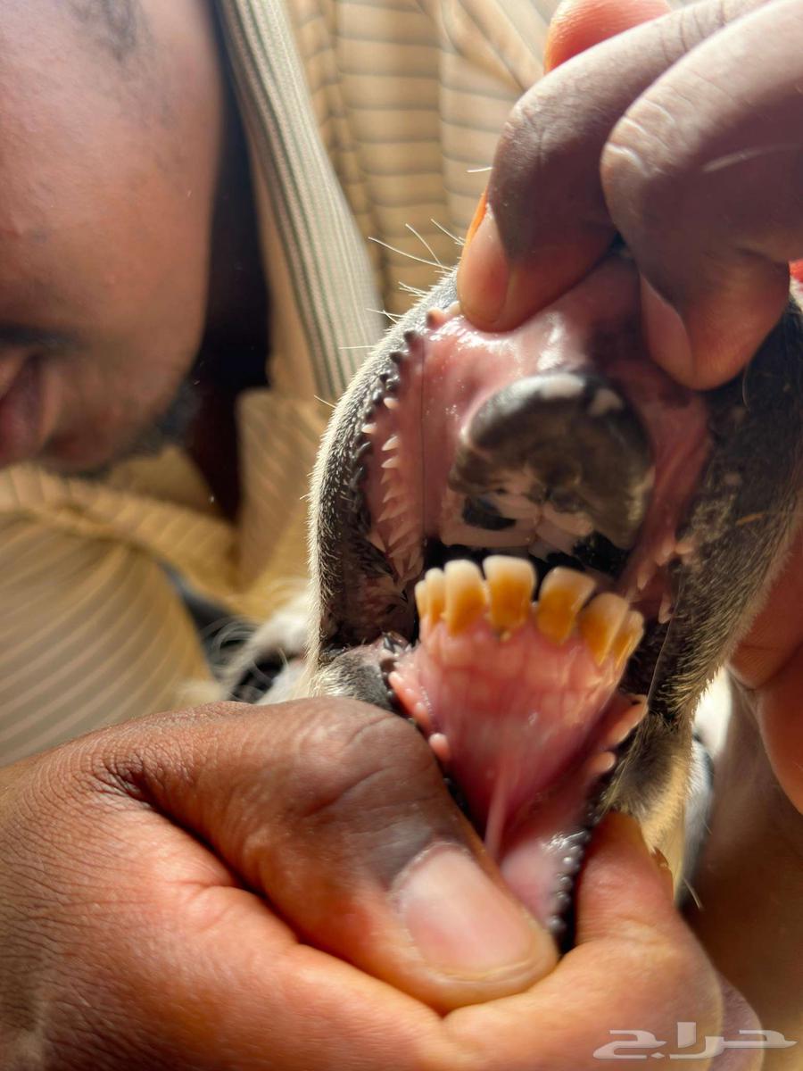 رخال نجد جذعات نجد اصيله صنف منوت القاني64574328014850110