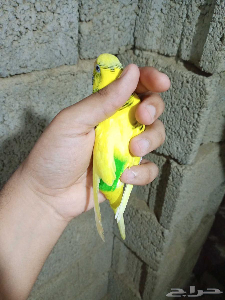 زوج بادجي للبيع64578675506817113