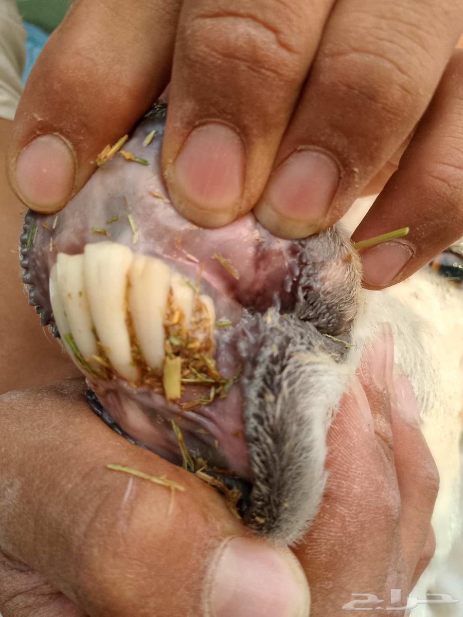 تم البيع64579705005827111