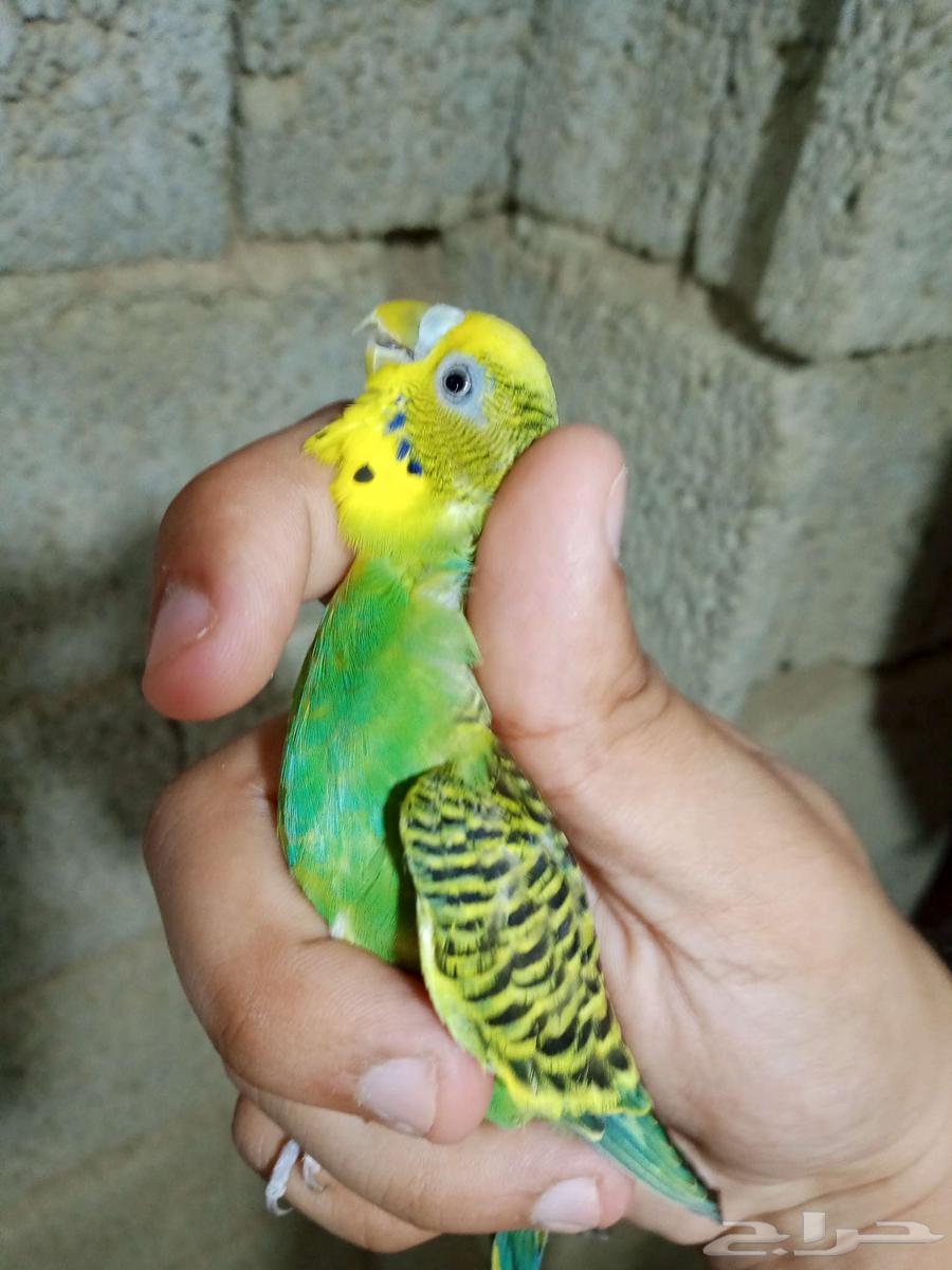 زوج بادجي للبيع64578675506817110