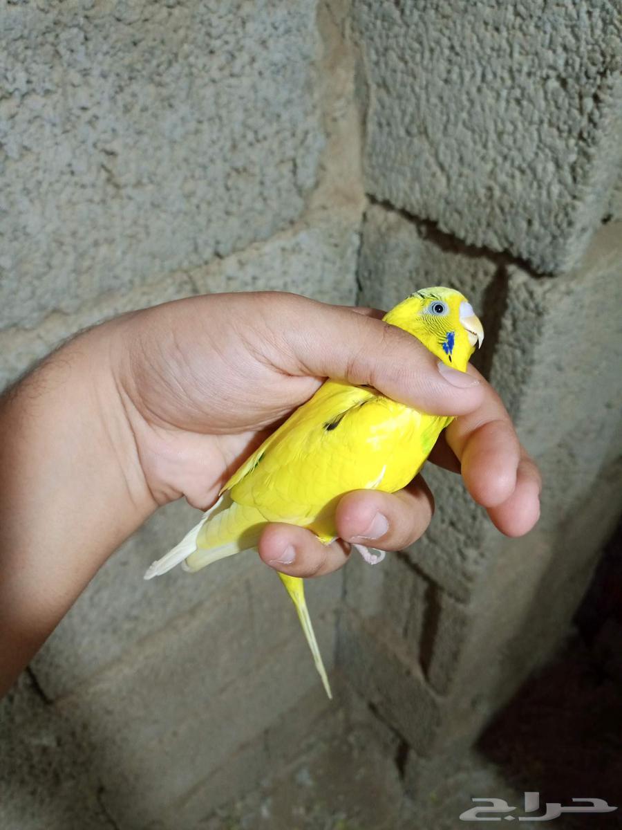 زوج بادجي للبيع64578675506817111