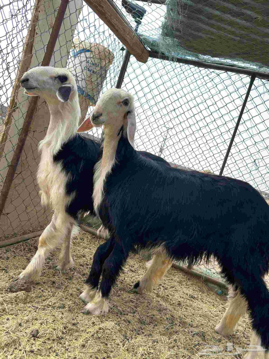 رخال نجد جذعات نجد اصيله صنف منوت القاني64574328014850113