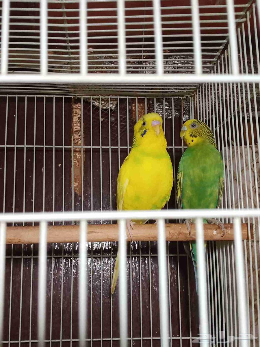 زوج بادجي للبيع64578675506817114