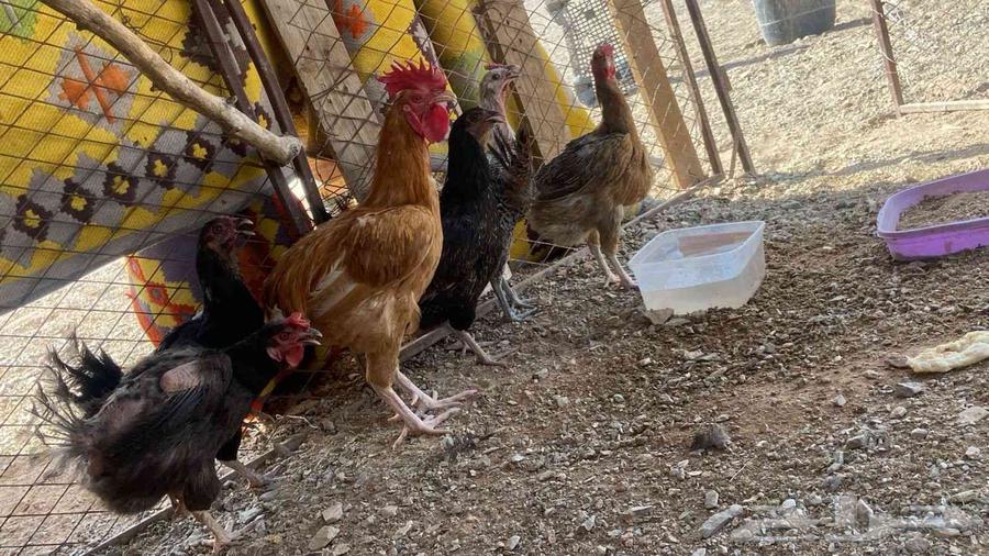 Special offer for bird lovers - 8 local hens and a rooster -64573573768578110