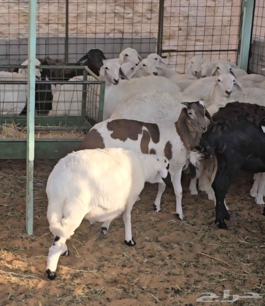 هرافى للبيع عدد 264573643335809110