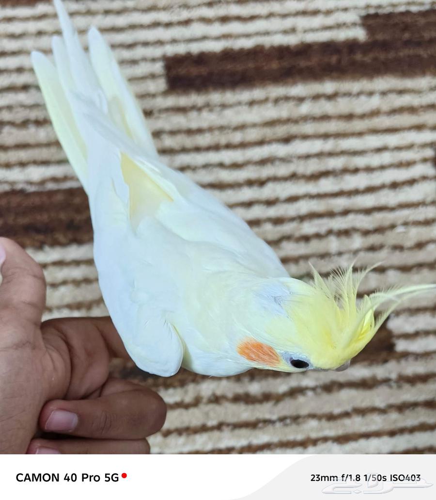 زوج طيور كروان مع القفص64572836099970112